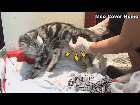 [live]-mother-cat-giving-birth-to-four-kittens-so-cute-|-meo-cover-home