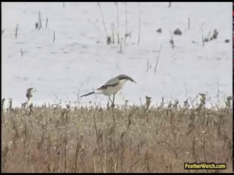 Shrike, Loggerhead
