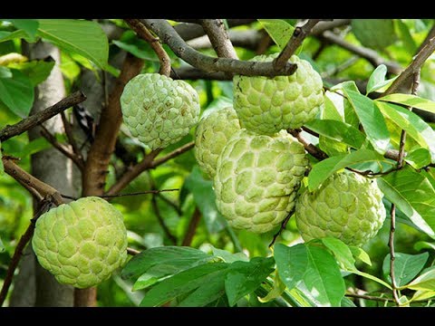 نجاح زراعة شجرة القشطة من البذور Growing Annona From Seed Youtube