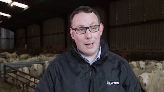 Nettex - Promark Aerosol Spray for Lambs