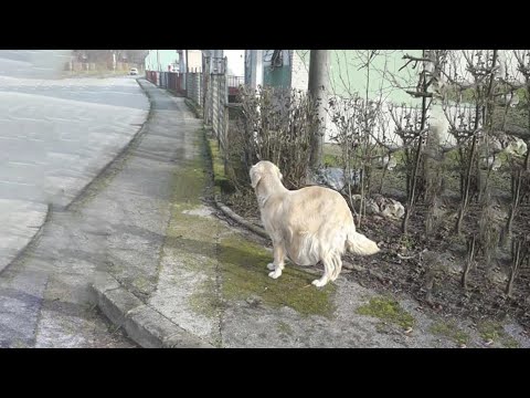 वीडियो: क्या यार्ड में मेरे कुत्ते को अकेला छोड़ना ठीक है?