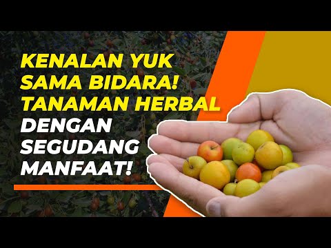 Video: Mahonia Daun Kulit Di Taman - Petua Untuk Menanam Tumbuhan Mahonia Daun Kulit