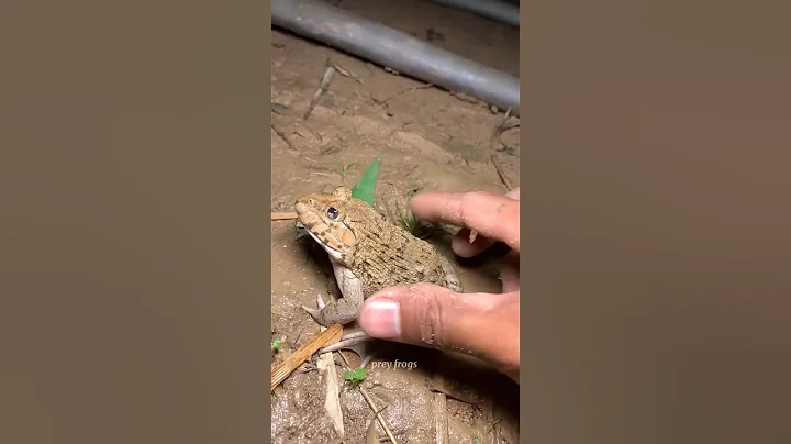 Introducing the "VitaWear SmartBand," a next-generation wearable gadget 🎉 P2200