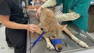 Senior Coyote Cheyenne Arrives at Our Wildlife Sanctuary | She Didn’t Want to Be Handled for Vetting