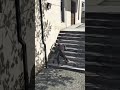 #youtubeshorts