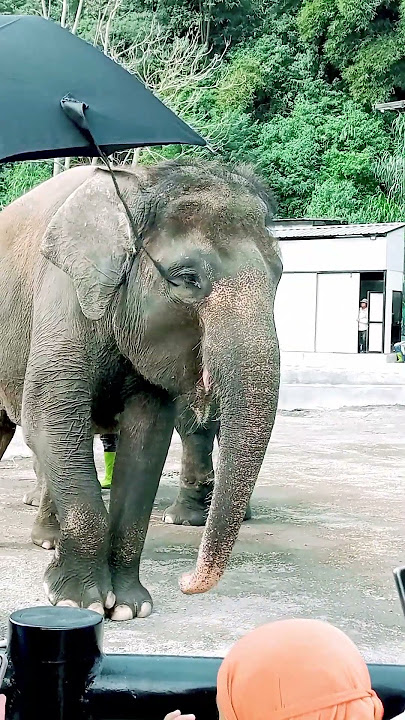 gajah yang sedih