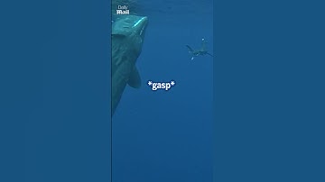 Amazing moment diver is protected from a shark by two sperm whales ❤️