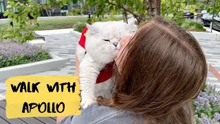 British shorthair cat going for a walk in Chicago