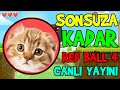 SONSUZA KADAR RED BALL 4 CANLI YAYINI - 7/24 SELAMİ