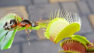 Large Venus Flytrap vs Ant - Digestion Time lapse