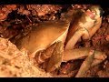 阿梅半夜趕海闖入“蟹王島”，遇到這種螃蟹千萬別下手，太罕見了【海村小梅】