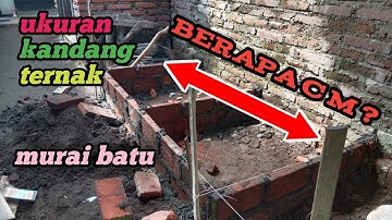ukuran kandang ternak murai batu semi permanen