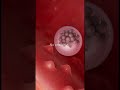 👉 How Sperm Finds the Egg 😳 #halo #fyy #fadas #fairies #bigguy #naofloppa #toddnho #slime
