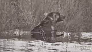 Otis snacking in Lower River B&W by Geo  338 views 7 months ago 2 minutes, 53 seconds