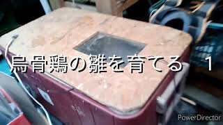 烏骨鶏の雛を育てる1