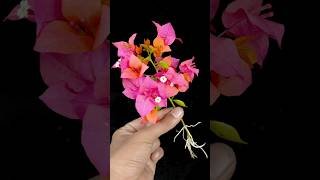 Bougainvillea propagation the EPIC way, in WATER ||#gerden #Flowers #reelsvideoシ#shorts