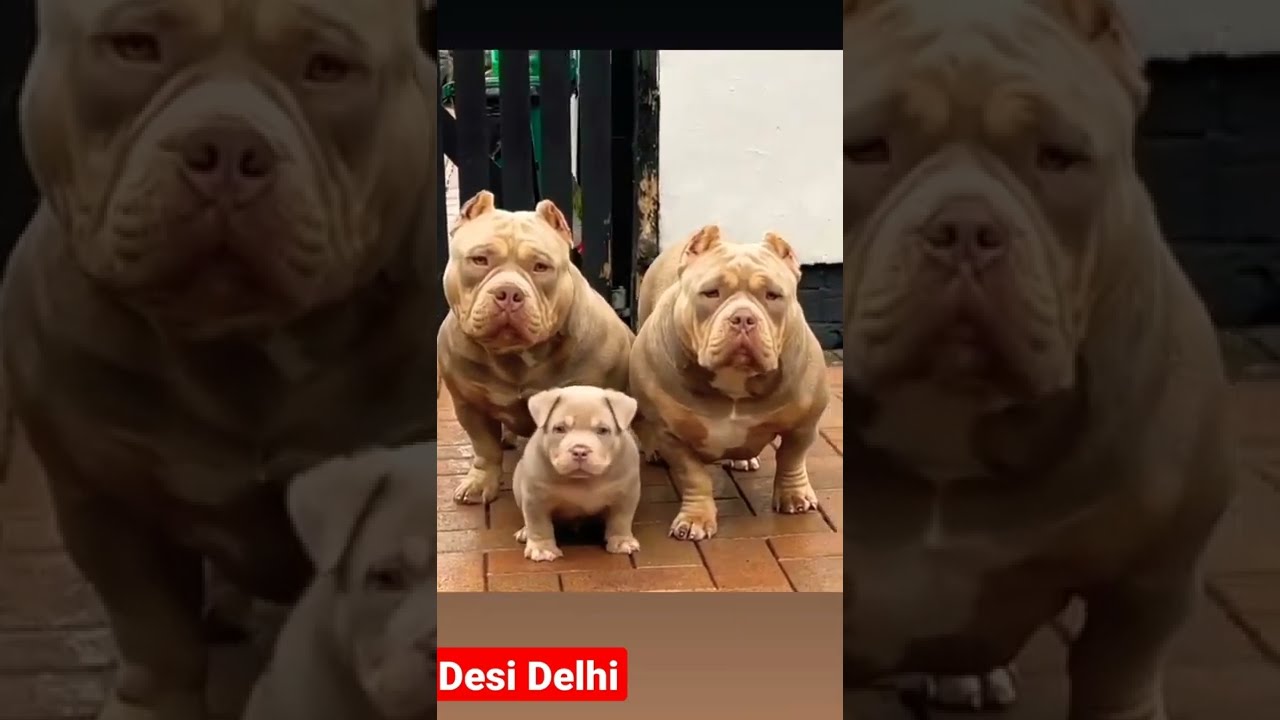 3 Idiots Pitbull   shorts  funny  viral  dog  comedy  pitbull  trending  3idots  love 