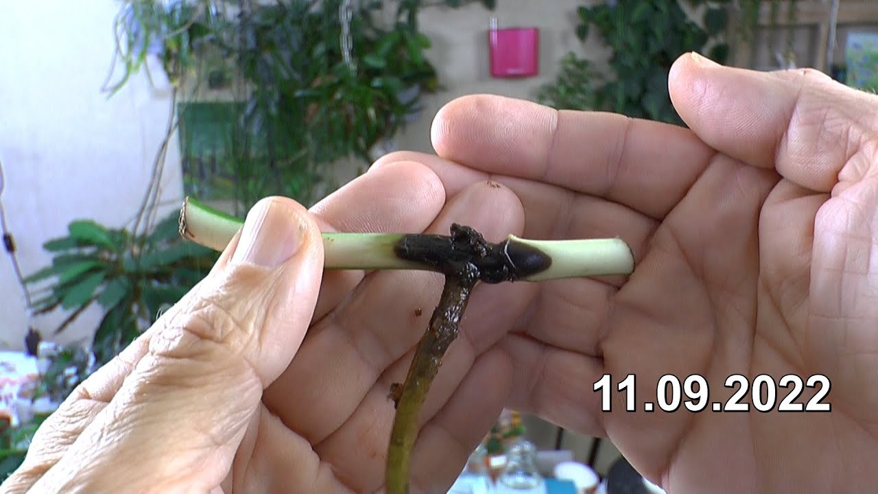 dracena giftig 🐉 Drachenbaum (Dracaena) main image 0