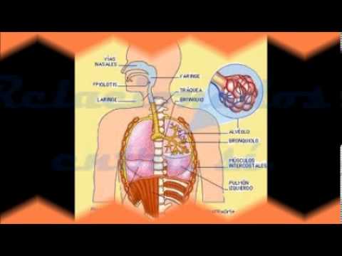 Relación entre aparatos y sistemas - YouTube