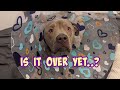 Watch this pitbulls journey on his day of his major surgery