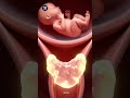 The Proctor: Sperm Can't Enter Cervical Mucus Plug Explained in 3D Animation #anatomy #safepregnancy