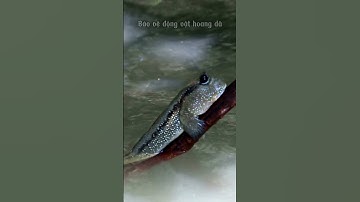 🐟 CÁ THÒI LÒI – “KẺ DU HÀNH HAI THẾ GIỚI” GIỮA BÃI BÙN NGẬP MẶN| Bảo vệ động vật hoang