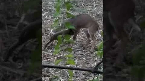 Ray Gagner's Rinehart Doloma Decoy bring in a Buck