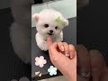 超小型ビションフリーゼの可愛すぎる瞬間！転がる、走る、飼い主に駆け寄る！ #ビションフリーゼ #かわいい #犬