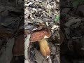Грибная охота.