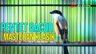 PENTET GACOR MASTERAN KLASIK BURUNG KICAU