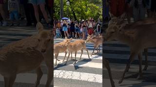 鹿が道路を横切っています。奈良公園 Nara Park deer  in japan