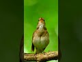 Thrush Nightingale Song Nature S Melodic Masterpiece Relaxing Bird Sounds Natureadditive
