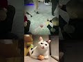 EP05|CatBoombastic 😂😂