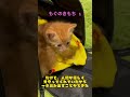 もぐのきもち1 #shorts #short #もぐのきもち #子猫 #お迎え #猫 #保護猫