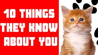 10 Surprising Things Your Cat Knows About You 🐈 by mypethow 1,365 views 1 month ago 12 minutes, 10 seconds