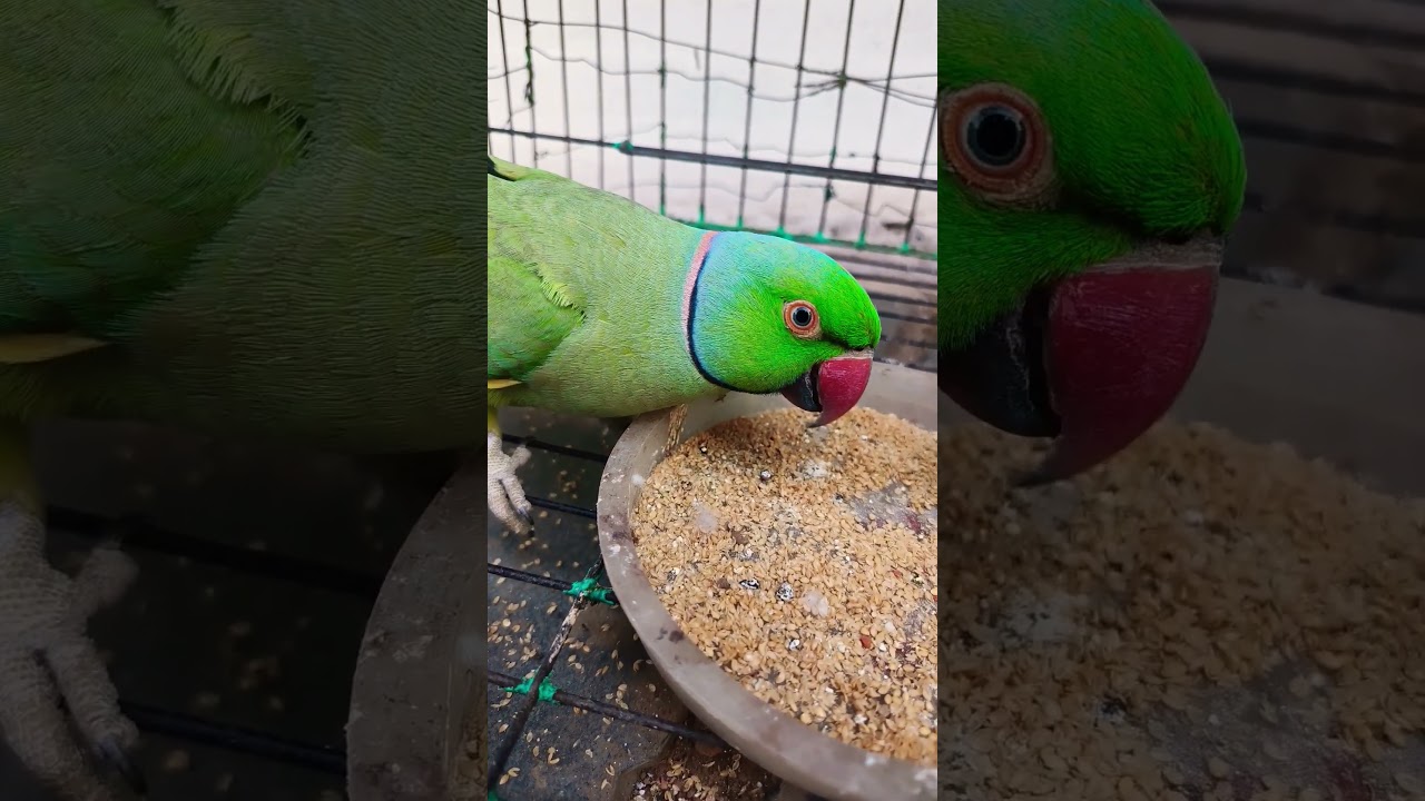 всемирно известный попугай☺🦜🥰