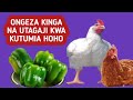 TIBIA KUKU KWA PILIPILI HOHO Njia Asilia Ya Kuongeza Kinga Na Mayai TIBIA KUKU KWA PILIPILI HOHO Njia Asilia Ya Kuongeza Kinga Na Mayai