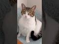 【保護猫】耳毛がボサボサな猫