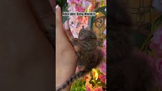 Cute Finger Monkey🐒#cutepets #babymonkey #monkey #fingermonkey