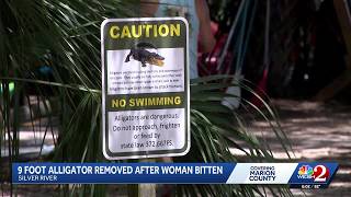 Full 9-foot alligator removed after woman bitten in Silver River Guide