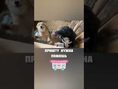 Всех ждем ЗАВТРА!  13 ИЮЛЯ —сбор корма для животных из приютов #ВАГОНЧИКДОБРА №38  kotodetki.ru