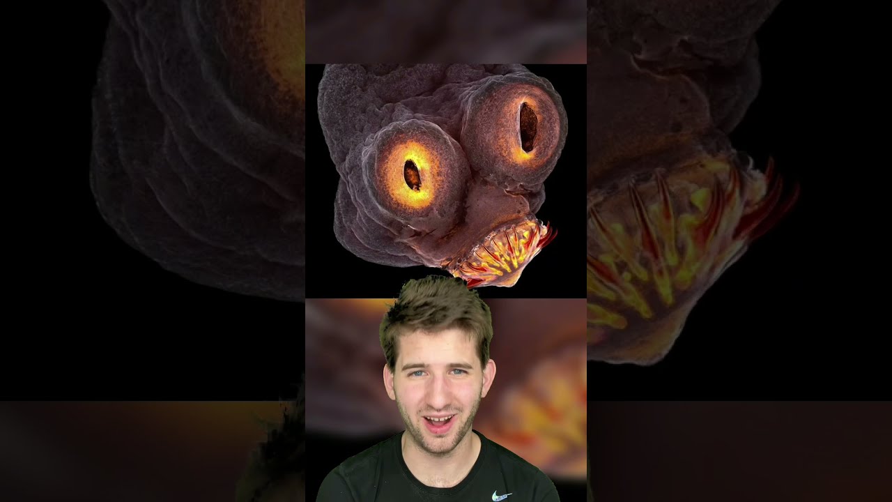 WHAT THINGS ACTUALLY LOOK LIKE UNDER A MICROSCOPE 