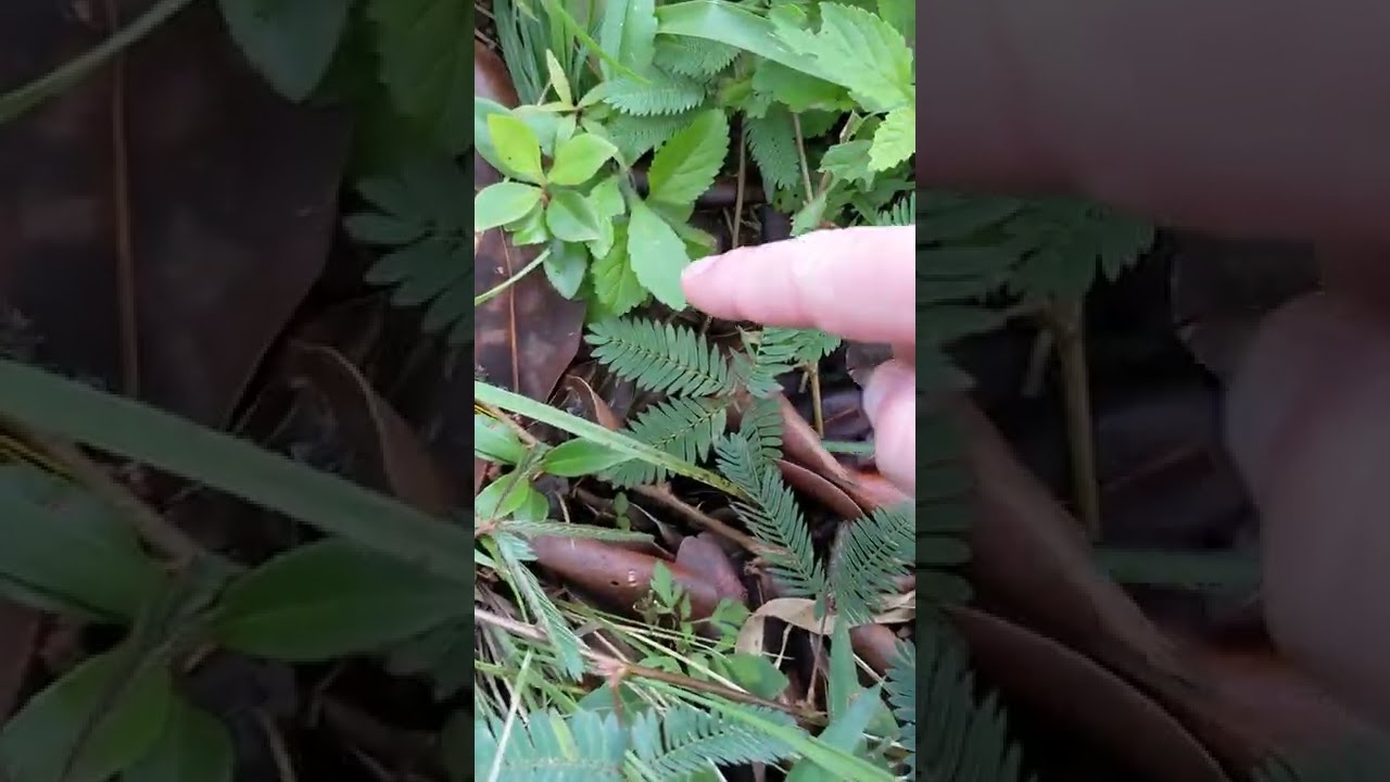 Touch sensitive plant