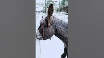 Большой французский осёл (осёл пуату) 2