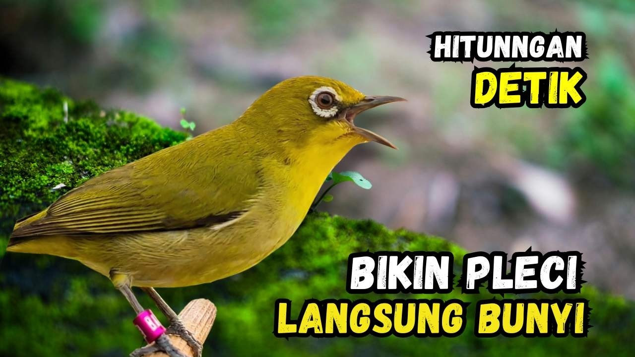 Pleci Betina Birahi Memanggil Jantan, Pleci Jantan Langsung Gacor