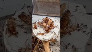 100 Ants Vs 20 Roaches!!! #Ants #Roaches #Feeding