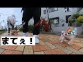 初めて会うワンコに吠えられて動揺を隠せない老犬チョッピさん