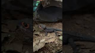 Dragón real como mascota #reptiles  #shorts #short #shortvideo #reptile