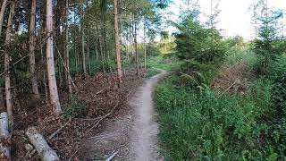 ⁴ᴷ⁶⁰ Urban Forest Walking - Bern Bremgartenwald Switzerland
