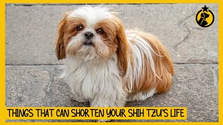 5 Common Mistakes That Can Shorten Your Shih Tzu’s Life